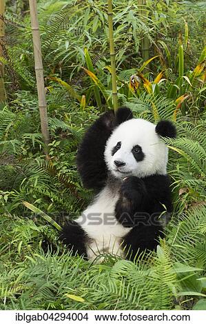 Picture - Giant Panda (Ailuropoda melanoleuca), two years, China Conservation and Research Centre for the Giant Panda, Chengdu, Sichuan, China, Asia. Fotosearch