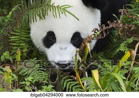 Stock Image - Giant Panda (Ailuropoda melanoleuca), two years, China Conservation and Research Centre for the Giant Panda, Chengdu, Sichuan, China, Asia. Fotosearch
