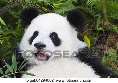 Giant Panda (Ailuropoda melanoleuca), two years, China Conservation and Research Centre for the Giant Panda, Chengdu, Sichuan, China, Asia View Large Photo Image Stock Image - Giant Panda (Ailuropoda melanoleuca), two years, China Conservation and Research Centre for the Giant Panda, Chengdu, Sichuan, China, Asia. Fotosearch
