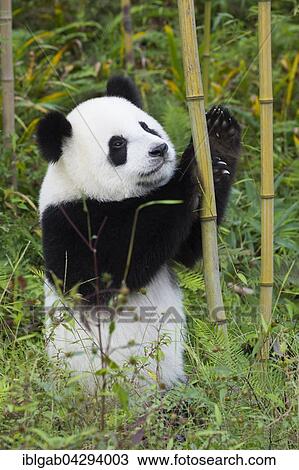 Stock Image - Giant Panda (Ailuropoda melanoleuca), two years, China Conservation and Research Centre for the Giant Panda, Chengdu, Sichuan, China, Asia. Fotosearch