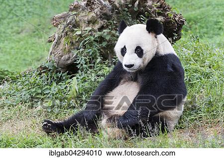 Stock Image - Giant Panda (Ailuropoda melanoleuca), adult, China Conservation and Research Centre for the Giant Panda, Chengdu, Sichuan, China, Asia. Fotosearch