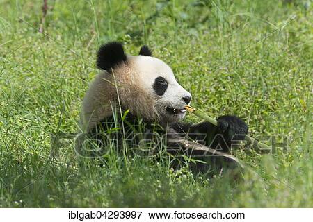Stock Photo - Giant Panda (Ailuropoda melanoleuca), two years, China Conservation and Research Centre for the Giant Panda, Chengdu, Sichuan, China, Asia. Fotosearch