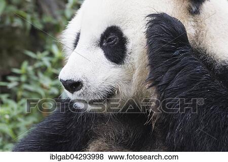 Giant Panda (Ailuropoda melanoleuca), two years, China Conservation and Research Centre for the Giant Panda, Chengdu, Sichuan, China, Asia View Large Photo Image Stock Photo - Giant Panda (Ailuropoda melanoleuca), two years, China Conservation and Research Centre for the Giant Panda, Chengdu, Sichuan, China, Asia. Fotosearch