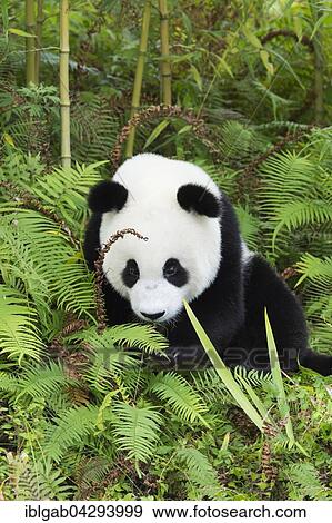 Stock Photo - Giant Panda (Ailuropoda melanoleuca), two years, China Conservation and Research Centre for the Giant Panda, Chengdu, Sichuan, China, Asia. Fotosearch