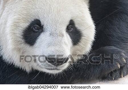 Giant Panda (Ailuropoda melanoleuca), adult, China Conservation and Research Centre for the Giant Panda, Chengdu, Sichuan, China, Asia View Large Photo Image Stock Photo - Giant Panda (Ailuropoda melanoleuca), adult, China Conservation and Research Centre for the Giant Panda, Chengdu, Sichuan, China, Asia. Fotosearch