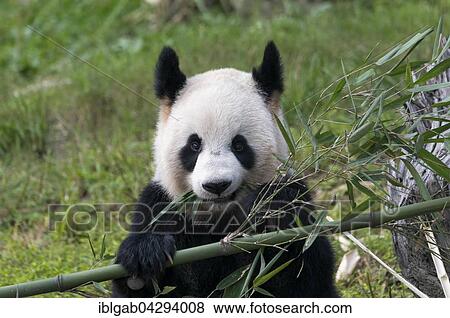 Giant Panda (Ailuropoda melanoleuca), adult, China Conservation and Research Centre for the Giant Panda, Chengdu, Sichuan, China, Asia View Large Photo Image Stock Photo - Giant Panda (Ailuropoda melanoleuca), adult, China Conservation and Research Centre for the Giant Panda, Chengdu, Sichuan, China, Asia. Fotosearch