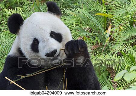 Giant Panda (Ailuropoda melanoleuca), adult, China Conservation and Research Centre for the Giant Panda, Chengdu, Sichuan, China, Asia View Large Photo Image Stock Photo - Giant Panda (Ailuropoda melanoleuca), adult, China Conservation and Research Centre for the Giant Panda, Chengdu, Sichuan, China, Asia. Fotosearch