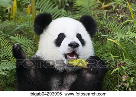 Giant Panda (Ailuropoda melanoleuca), two years, China Conservation and Research Centre for the Giant Panda, Chengdu, Sichuan, China, Asia View Large Photo Image Stock Photograph - Giant Panda (Ailuropoda melanoleuca), two years, China Conservation and Research Centre for the Giant Panda, Chengdu, Sichuan, China, Asia. Fotosearch