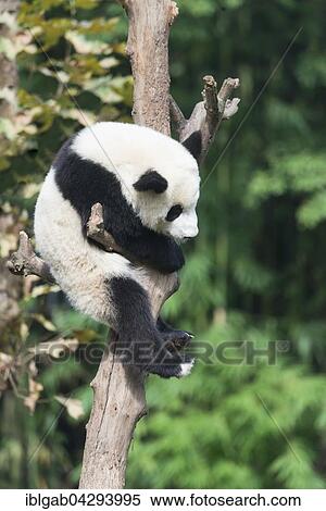 Giant Panda (Ailuropoda melanoleuca), two years, climbing tree, China Conservation and Research Centre for the Giant Panda, Chengdu, Sichuan, China, Asia View Large Photo Image Stock Photography - Giant Panda (Ailuropoda melanoleuca), two years, climbing tree, China Conservation and Research Centre for the Giant Panda, Chengdu, Sichuan, China, Asia. Fotosearch