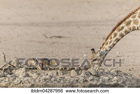 Giraffe (Giraffa camelopardalis) and black-backed jackal (Canis mesomelas) drinking at a waterhole, Kgalagadi Transfrontier Park, Northern Cape Province, South Africa, Africa View Large Photo Image Stock Photograph - Giraffe (Giraffa camelopardalis) and black-backed jackal (Canis mesomelas) drinking at a waterhole, Kgalagadi Transfrontier Park, Northern Cape Province, South Africa, Africa. Fotosearch