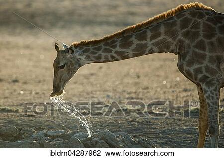 Giraffe (Giraffa camelopardalis) drinking, Kgalagadi-Transfrontier-Nationalpark, Northern Cape Province, South Africa, Africa View Large Photo Image Stock Image - Giraffe (Giraffa camelopardalis) drinking, Kgalagadi-Transfrontier-Nationalpark, Northern Cape Province, South Africa, Africa. Fotosearch