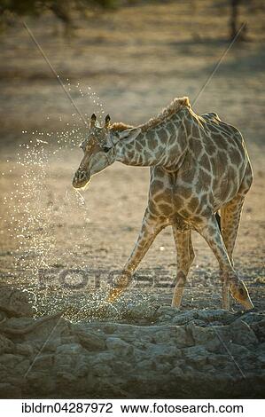 Stock Image - Giraffe (Giraffa camelopardalis) drinking at a waterhole, Kgalagadi-Transfrontier-Nationalpark, Northern Cape Province, South Africa, Africa. Fotosearch