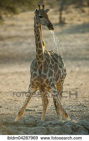 Giraffe (Giraffa camelopardalis) drinking at a waterhole, Kgalagadi-Transfrontier-Nationalpark, Northern Cape Province, South Africa, Africa View Large Photo Image Stock Photo - Giraffe (Giraffa camelopardalis) drinking at a waterhole, Kgalagadi-Transfrontier-Nationalpark, Northern Cape Province, South Africa, Africa. Fotosearch