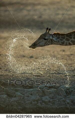 Giraffe (Giraffa camelopardalis) drinking at a waterhole, Kgalagadi-Transfrontier-Nationalpark, Northern Cape Province, South Africa, Africa View Large Photo Image Stock Photography - Giraffe (Giraffa camelopardalis) drinking at a waterhole, Kgalagadi-Transfrontier-Nationalpark, Northern Cape Province, South Africa, Africa. Fotosearch