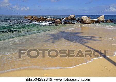 Glacis Beach, coconut tree shadow, Mahe Island, west coast, Seychelles, Africa View Large Photo Image Stock Photography - Glacis Beach, coconut tree shadow, Mahe Island, west coast, Seychelles, Africa. Fotosearch