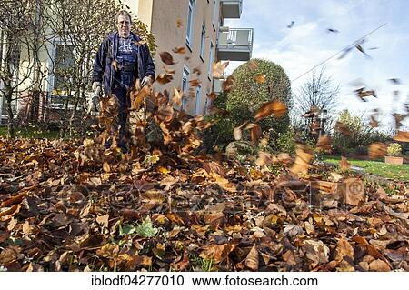 Stock Image - Janitor with leaf blower blowing up leaves in a residential area, Janitorial Service, Germany, Europe. Fotosearch