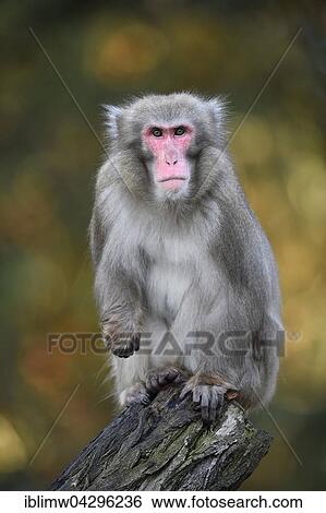 Japanese Macaque (Macaca fuscata), on tree trunk, captive, Germany, Europe View Large Photo Image Stock Photograph - Japanese Macaque (Macaca fuscata), on tree trunk, captive, Germany, Europe. Fotosearch