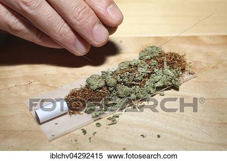 Stock Photography - Joint being rolled, cannabis, Maastricht, Netherlands. Fotosearch