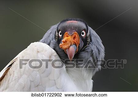 King vulture (Sarcoramphus papa), portrait View Large Photo Image Stock Image - King vulture (Sarcoramphus papa), portrait. Fotosearch
