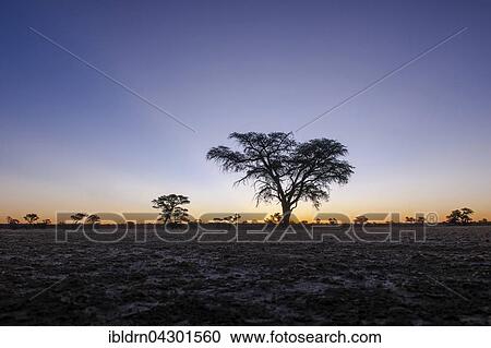 Landscape with camel thorn (Vachellia erioloba) after sunset, Nossob Road, Kgalagadi Transfrontier Park, Northern Cape, South Africa, Africa View Large Photo Image Stock Image - Landscape with camel thorn (Vachellia erioloba) after sunset, Nossob Road, Kgalagadi Transfrontier Park, Northern Cape, South Africa, Africa. Fotosearch