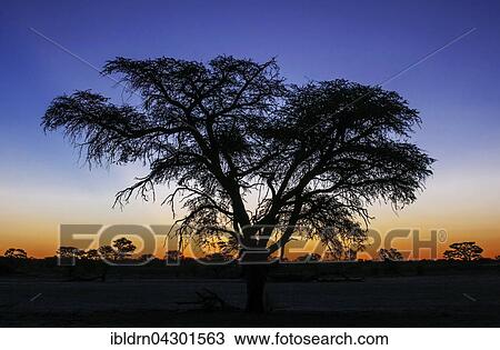 Landscape with camel thorn (Vachellia erioloba) after sunset, Nossob Road, Kgalagadi Transfrontier Park, Northern Cape, South Africa, Africa View Large Photo Image Stock Image - Landscape with camel thorn (Vachellia erioloba) after sunset, Nossob Road, Kgalagadi Transfrontier Park, Northern Cape, South Africa, Africa. Fotosearch