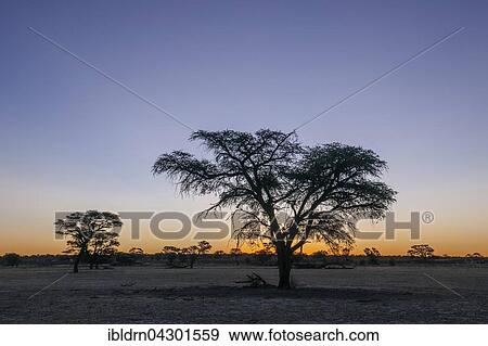 Landscape with camel thorn (Vachellia erioloba) after sunset, Nossob Road, Kgalagadi Transfrontier Park, Northern Cape, South Africa, Africa View Large Photo Image Stock Photo - Landscape with camel thorn (Vachellia erioloba) after sunset, Nossob Road, Kgalagadi Transfrontier Park, Northern Cape, South Africa, Africa. Fotosearch