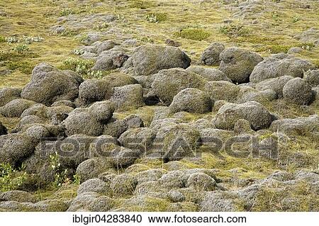 Stock Image - Lava field of Eldhraun overgrown with moss, Iceland, Europe. Fotosearch