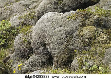 Lava field of Eldhraun overgrown with moss, Iceland, Europe View Large Photo Image Stock Photo - Lava field of Eldhraun overgrown with moss, Iceland, Europe. Fotosearch