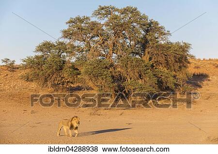 Lion (Panthera leo) crossing a dry riverbed, the Kgalagadi Transfrontier Park, Northern Cape, South Africa, Africa View Large Photo Image Stock Photo - Lion (Panthera leo) crossing a dry riverbed, the Kgalagadi Transfrontier Park, Northern Cape, South Africa, Africa. Fotosearch