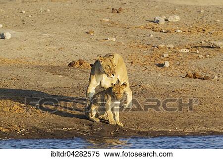 Lion (Panthera leo), female and cub at a waterhole, Etosha National Park, Namibia, Africa View Large Photo Image Stock Photography - Lion (Panthera leo), female and cub at a waterhole, Etosha National Park, Namibia, Africa. Fotosearch