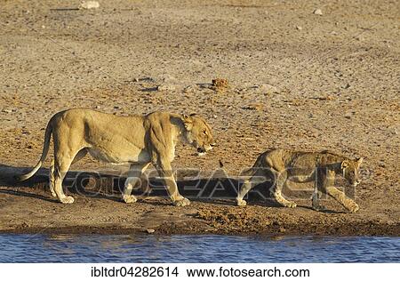 Lion (Panthera leo), female with cub walking at a waterhole, Etosha National Park, Namibia, Africa View Large Photo Image Picture - Lion (Panthera leo), female with cub walking at a waterhole, Etosha National Park, Namibia, Africa. Fotosearch