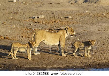 Lion (Panthera leo), female with two cubs at a waterhole, Etosha National Park, Namibia, Africa View Large Photo Image Stock Photo - Lion (Panthera leo), female with two cubs at a waterhole, Etosha National Park, Namibia, Africa. Fotosearch