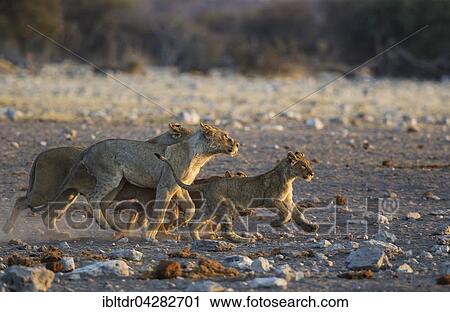 Stock Image - Lion (Panthera leo), females and cubs hurry away from a waterhole due to the arrival of a herd of elephants, in the evening, Etosha National Park, Namibia, Africa. Fotosearch