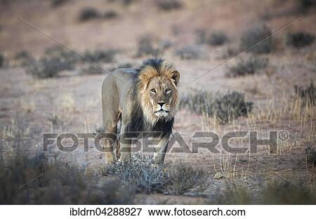 Lion (Panthera leo), male, Kgalagadi Transfrontier Park, Northern Cape, South Africa, Africa View Large Photo Image Stock Photo - Lion (Panthera leo), male, Kgalagadi Transfrontier Park, Northern Cape, South Africa, Africa. Fotosearch