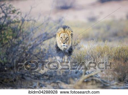 Lion (Panthera leo), male, Kgalagadi Transfrontier Park, Northern Cape, South Africa, Africa View Large Photo Image Stock Photo - Lion (Panthera leo), male, Kgalagadi Transfrontier Park, Northern Cape, South Africa, Africa. Fotosearch