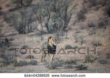 Lion (Panthera leo), male, Kgalagadi Transfrontier Park, Northern Cape, South Africa, Africa View Large Photo Image Stock Photograph - Lion (Panthera leo), male, Kgalagadi Transfrontier Park, Northern Cape, South Africa, Africa. Fotosearch
