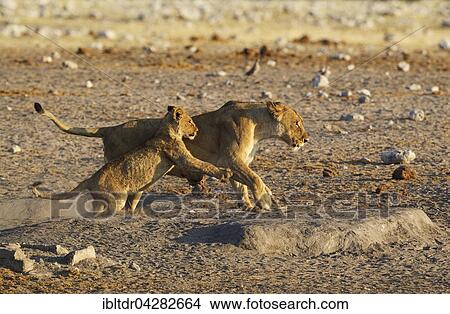 Lion (Panthera leo), playful female with cub, Etosha National Park, Namibia, Africa View Large Photo Image Picture - Lion (Panthera leo), playful female with cub, Etosha National Park, Namibia, Africa. Fotosearch