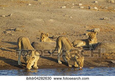 Lion (Panthera leo), two drinking females and two resting subadult male cubs at a waterhole, Etosha National Park, Namibia, Africa View Large Photo Image Stock Image - Lion (Panthera leo), two drinking females and two resting subadult male cubs at a waterhole, Etosha National Park, Namibia, Africa. Fotosearch