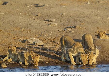 Lion (Panthera leo), two drinking females with three subadult male cubs at a waterhole, Etosha National Park, Namibia, Africa View Large Photo Image Stock Photo - Lion (Panthera leo), two drinking females with three subadult male cubs at a waterhole, Etosha National Park, Namibia, Africa. Fotosearch