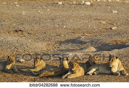 Lion (Panthera leo), two females on the right and in the centre and four subadult male cubs resting in the evening, Etosha National Park, Namibia, Africa View Large Photo Image Stock Photo - Lion (Panthera leo), two females on the right and in the centre and four subadult male cubs resting in the evening, Etosha National Park, Namibia, Africa. Fotosearch
