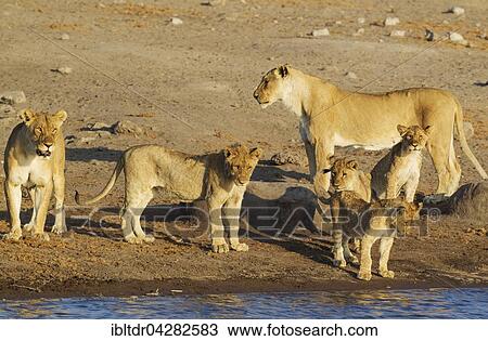 Lion (Panthera leo), two females with three cubs and one subadult male front centre at a waterhole, Etosha National Park, Namibia, Africa View Large Photo Image Stock Image - Lion (Panthera leo), two females with three cubs and one subadult male front centre at a waterhole, Etosha National Park, Namibia, Africa. Fotosearch