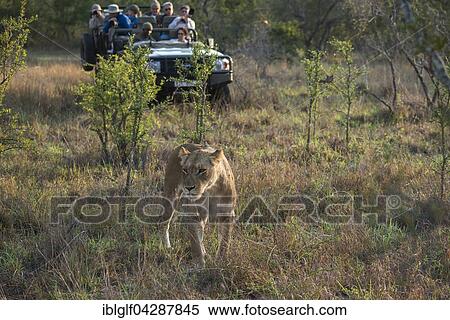 Stock Photography - Lioness (Panthera leo) and safari jeep, Sabi Sands Game Reserve, South Africa, Africa. Fotosearch