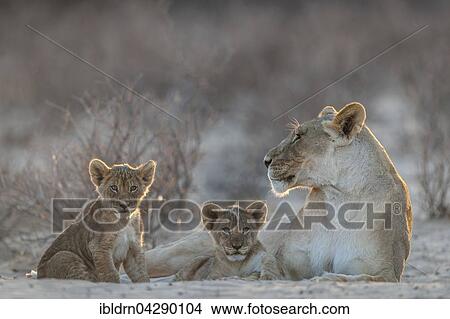Lioness (Panthera leo) with two cubs, Kgalagadi Transfrontier Park, Northern Cape, South Africa, Africa View Large Photo Image Picture - Lioness (Panthera leo) with two cubs, Kgalagadi Transfrontier Park, Northern Cape, South Africa, Africa. Fotosearch
