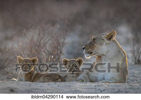 Picture - Lioness (Panthera leo) with two cubs, Kgalagadi Transfrontier Park, Northern Cape, South Africa, Africa. Fotosearch