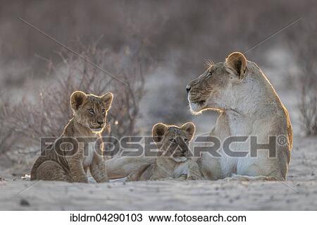Lioness (Panthera leo) with two cubs, Kgalagadi Transfrontier Park, Northern Cape, South Africa, Africa View Large Photo Image Stock Image - Lioness (Panthera leo) with two cubs, Kgalagadi Transfrontier Park, Northern Cape, South Africa, Africa. Fotosearch