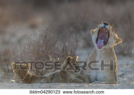 Lioness (Panthera leo) with two cubs, yawning, Kgalagadi Transfrontier Park, Northern Cape, South Africa, Africa View Large Photo Image Stock Image - Lioness (Panthera leo) with two cubs, yawning, Kgalagadi Transfrontier Park, Northern Cape, South Africa, Africa. Fotosearch