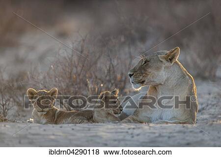 Lioness (Panthera leo) with two cubs, Kgalagadi Transfrontier Park, Northern Cape, South Africa, Africa View Large Photo Image Stock Photo - Lioness (Panthera leo) with two cubs, Kgalagadi Transfrontier Park, Northern Cape, South Africa, Africa. Fotosearch
