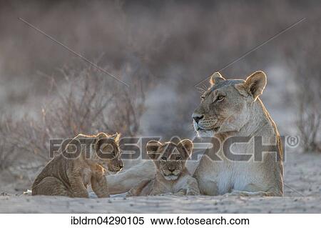 Lioness (Panthera leo) with two cubs, Kgalagadi Transfrontier Park, Northern Cape, South Africa, Africa View Large Photo Image Stock Photography - Lioness (Panthera leo) with two cubs, Kgalagadi Transfrontier Park, Northern Cape, South Africa, Africa. Fotosearch
