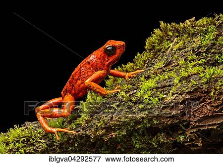 Little-devil poison frog or diablito (Oophaga sylvatica) on moss, Choco rainforest, Ecuador, South America View Large Photo Image Stock Photo - Little-devil poison frog or diablito (Oophaga sylvatica) on moss, Choco rainforest, Ecuador, South America. Fotosearch