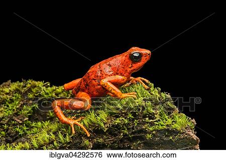 Little-devil poison frog or diablito (Oophaga sylvatica) on moss, Choco rainforest, Ecuador, South America View Large Photo Image Stock Photograph - Little-devil poison frog or diablito (Oophaga sylvatica) on moss, Choco rainforest, Ecuador, South America. Fotosearch